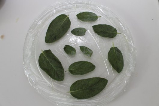 Hojas de salvia listas para deshidratar en el microondas