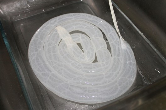 Hidratando tripa de cerdo