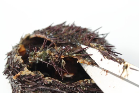 Abriendo erizo de mar con tijeras